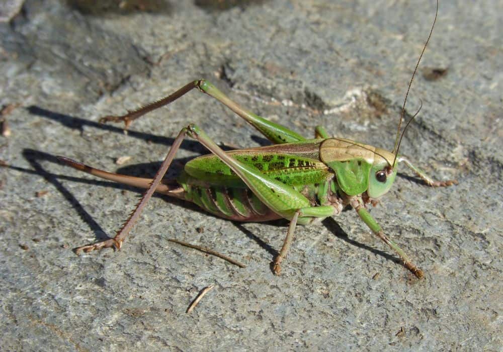 Why Are Crickets Symbolic in Eastern Cultures