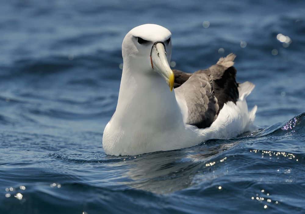 Why Is the Albatross Important to Christians