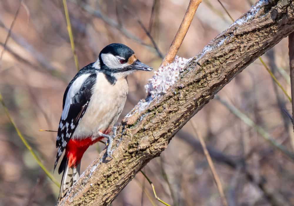 Woodpecker in Ancient Roman Mythology