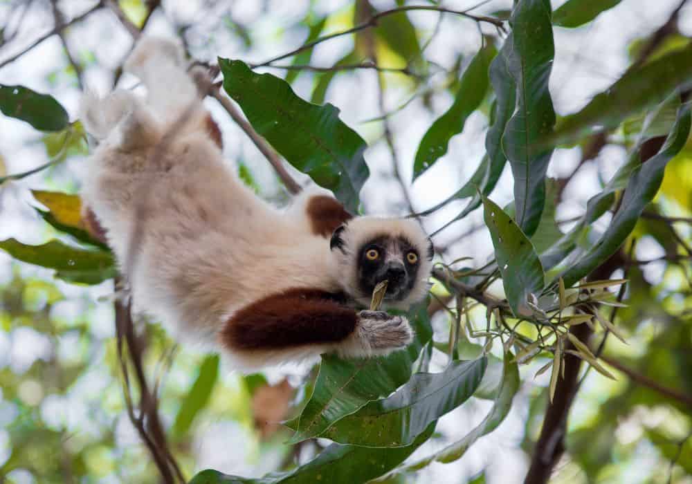Wooly lemurs and Sifakas