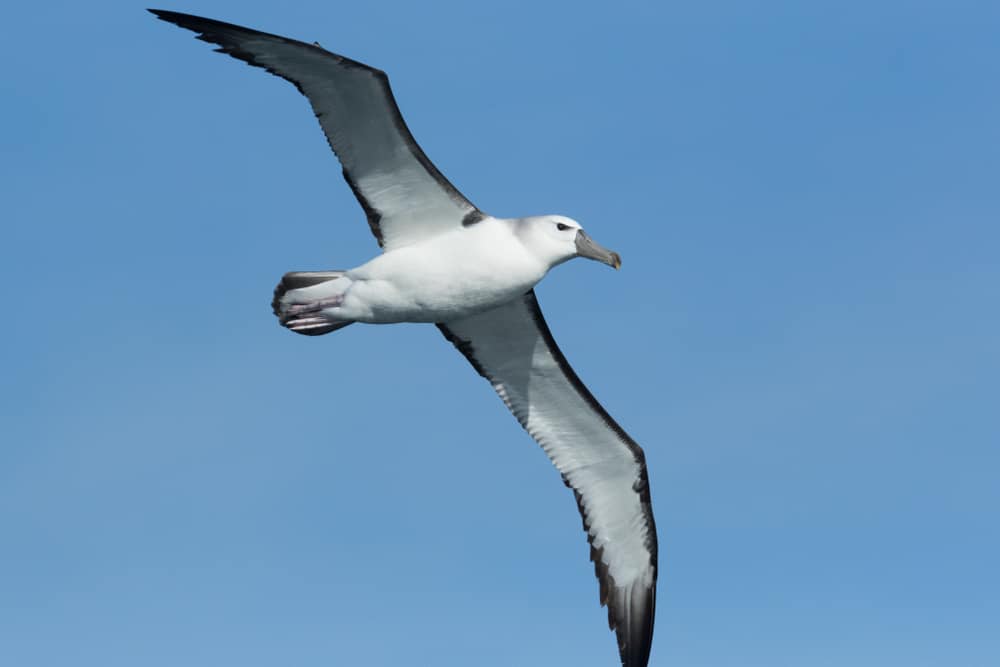 Albatross Symbolism: 7 Spiritual Meanings Of Albatross