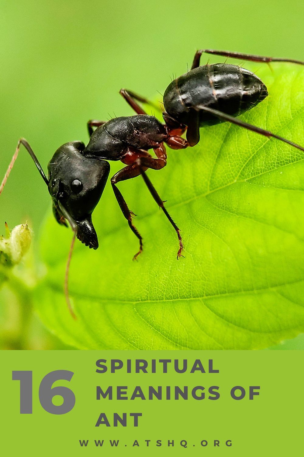 Ant Symbolism: 16 Spiritual Meanings Of Ant