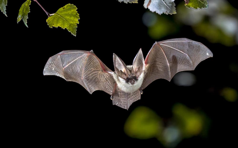 bat symbolism