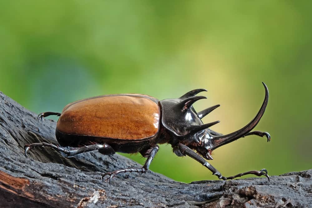 Beetle Symbolism: 29 Spiritual Meanings Of Beetle