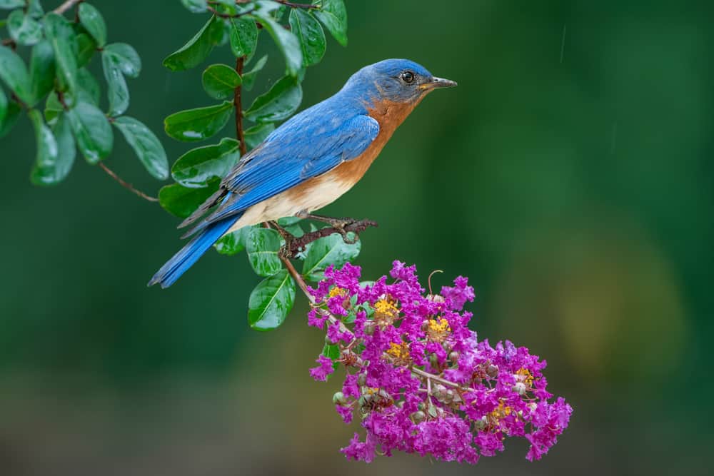 bluebird symbolism