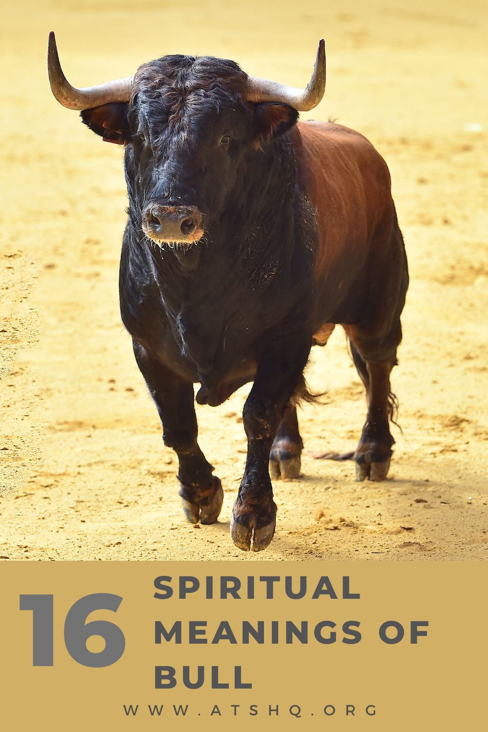 Bull Symbolism: 16 Spiritual Meanings Of Bull