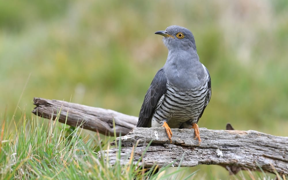 Cuckoo Symbolism: 10 Spiritual Meanings of Cuckoo