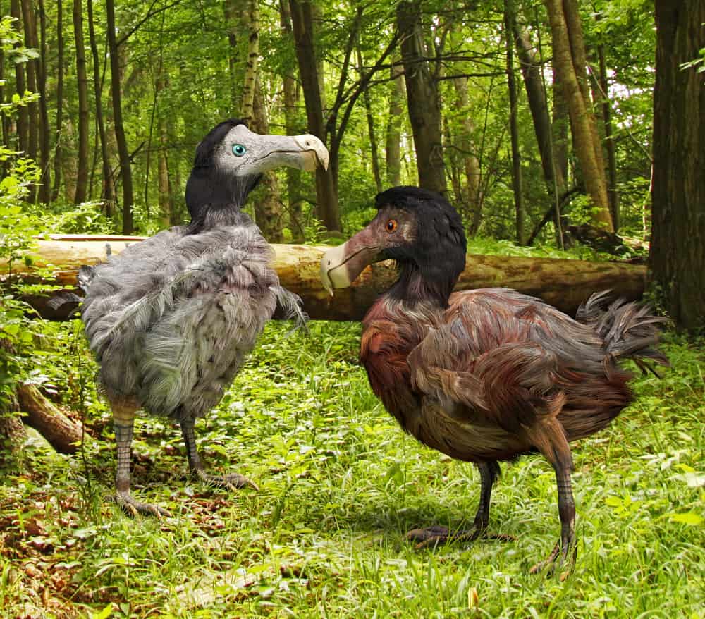 dodo symbolism