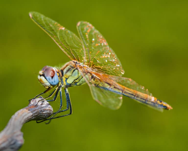 Dragonfly Symbolism: 20 Spiritual Meanings Of Dragonfly
