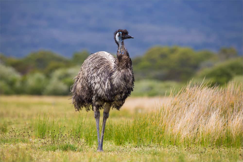 Emu Symbolism: 6 Spiritual Meanings of Emu