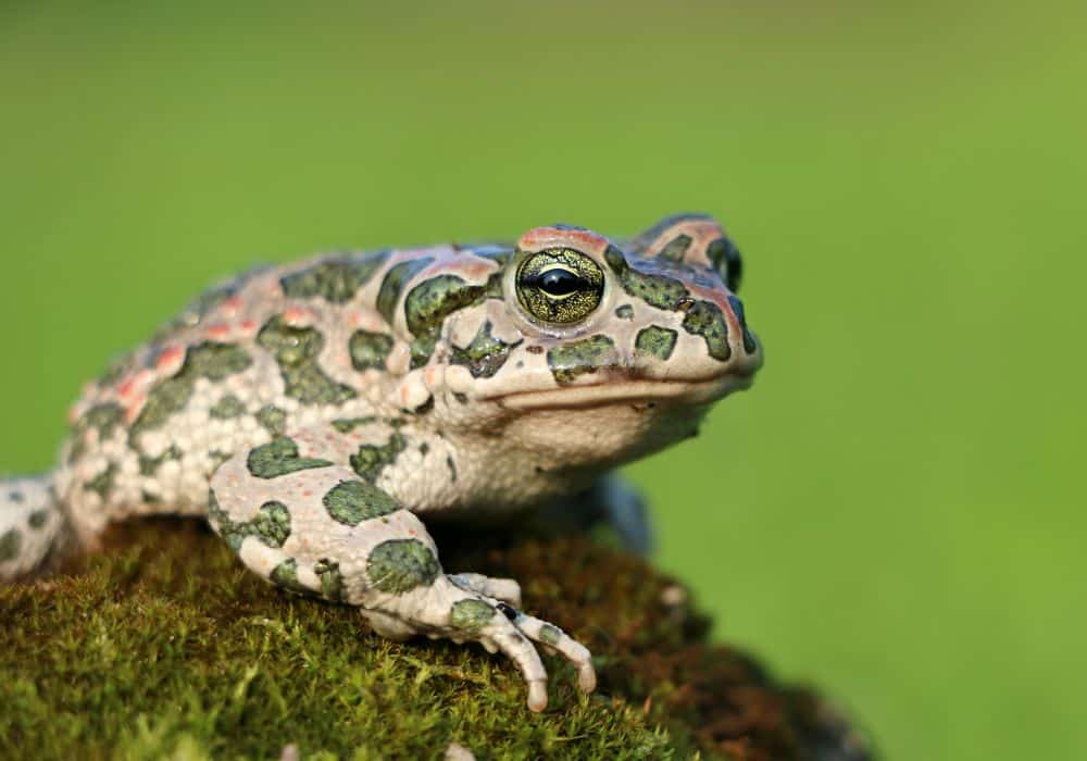 Frog Symbolism: 17 Spiritual Meanings Of Frog