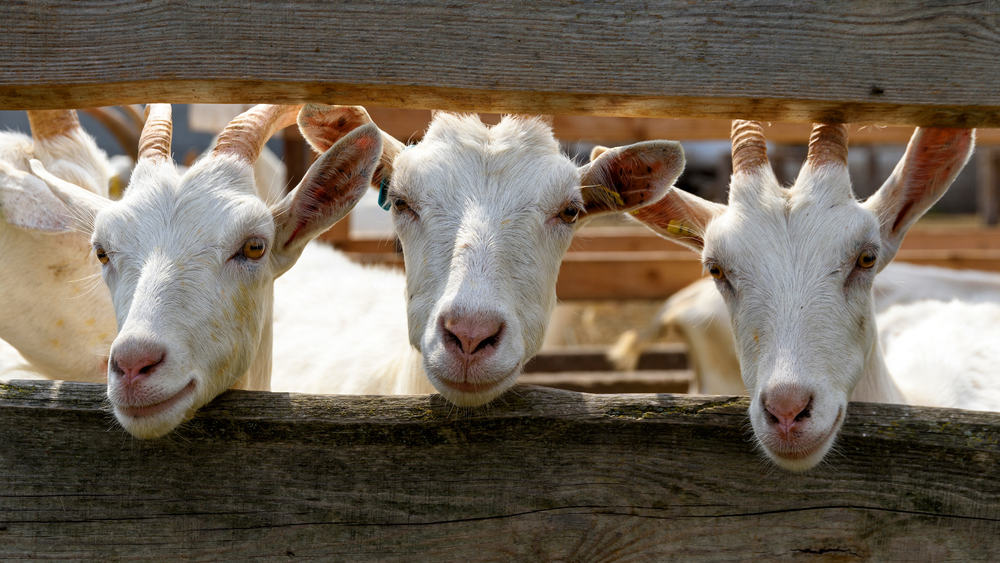 Goat Symbolism: 13 Spiritual Meanings of Goat