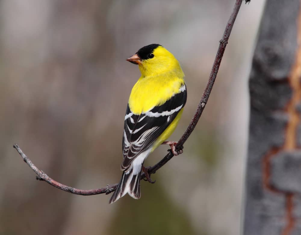 goldfinch symbolism