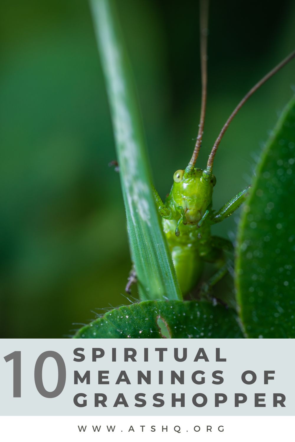 grasshopper meanings