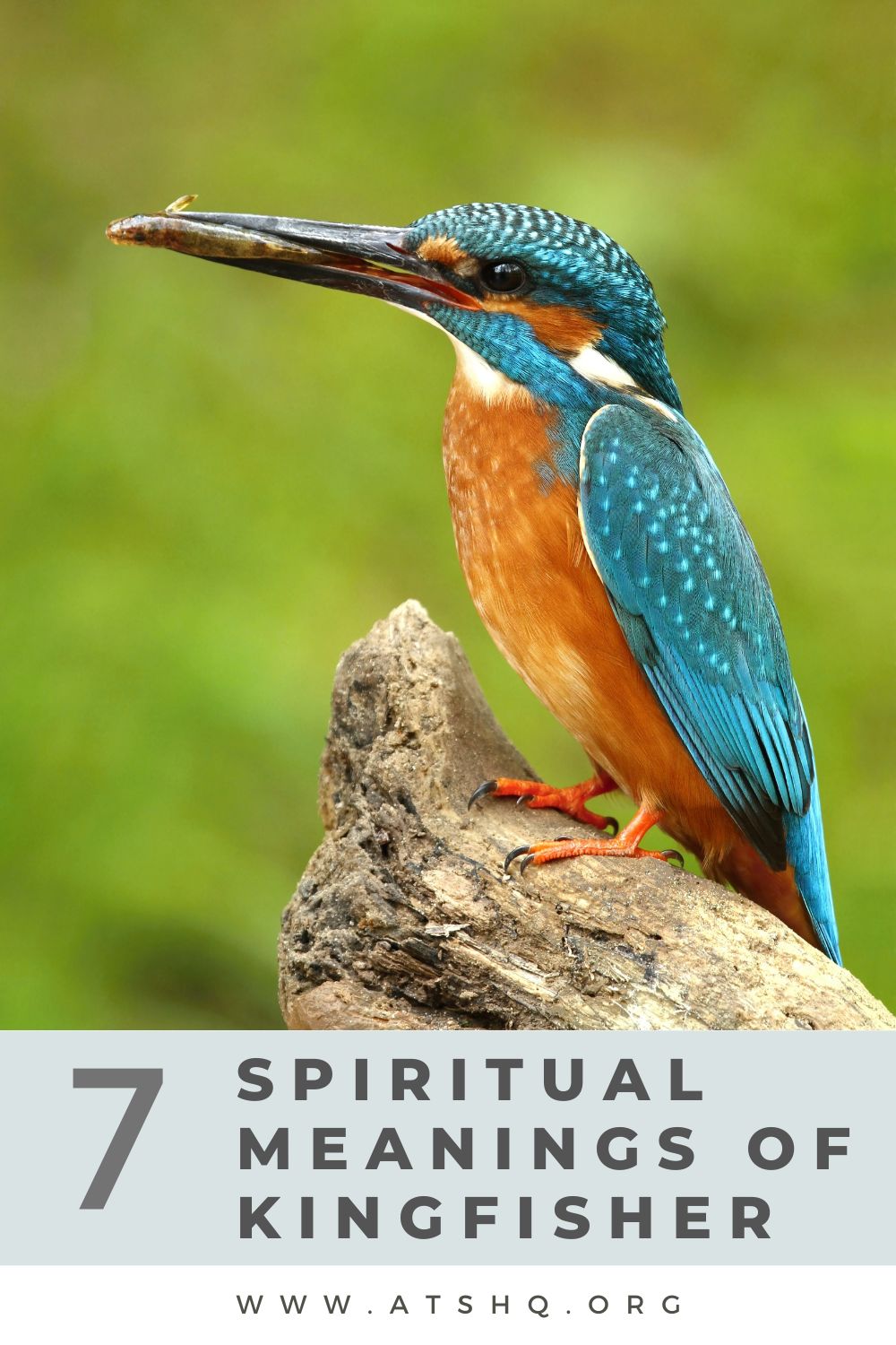 Kingfisher Symbolism: 7 Spiritual Meanings of Kingfisher