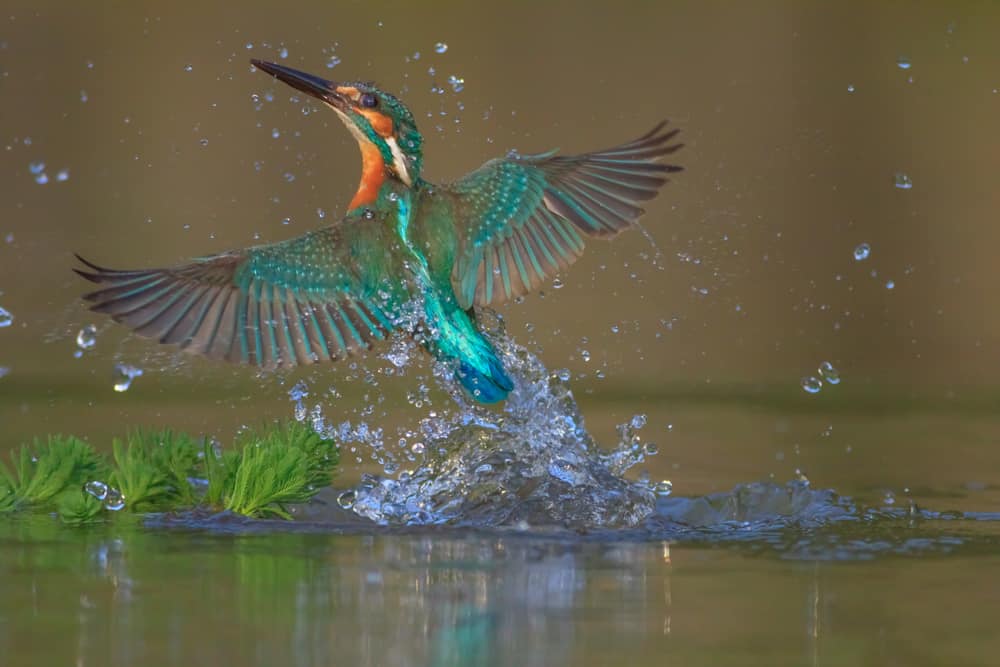 kingfisher symbolism