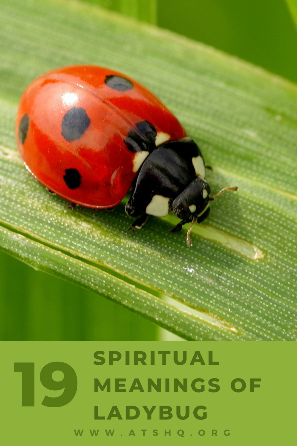ladybug symbolism
