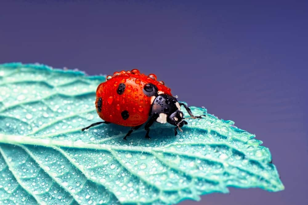 Ladybug Symbolism: 19 Spiritual Meanings Of Ladybugs