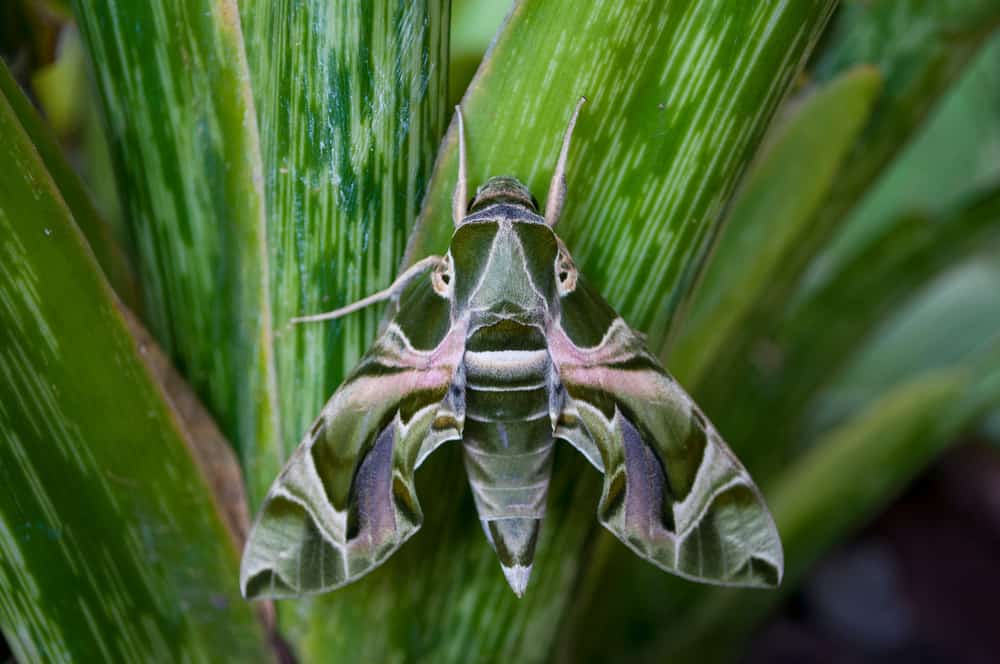 Moth Symbolism: 17 Spiritual Meanings Of Moth