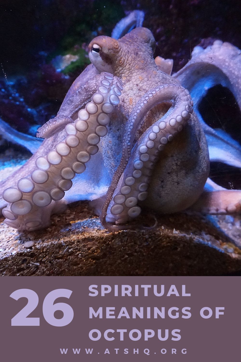 octopus symbolism