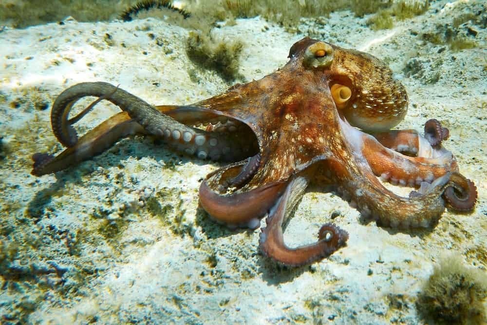 Octopus Symbolism: 26 Spiritual Meanings Of Octopus