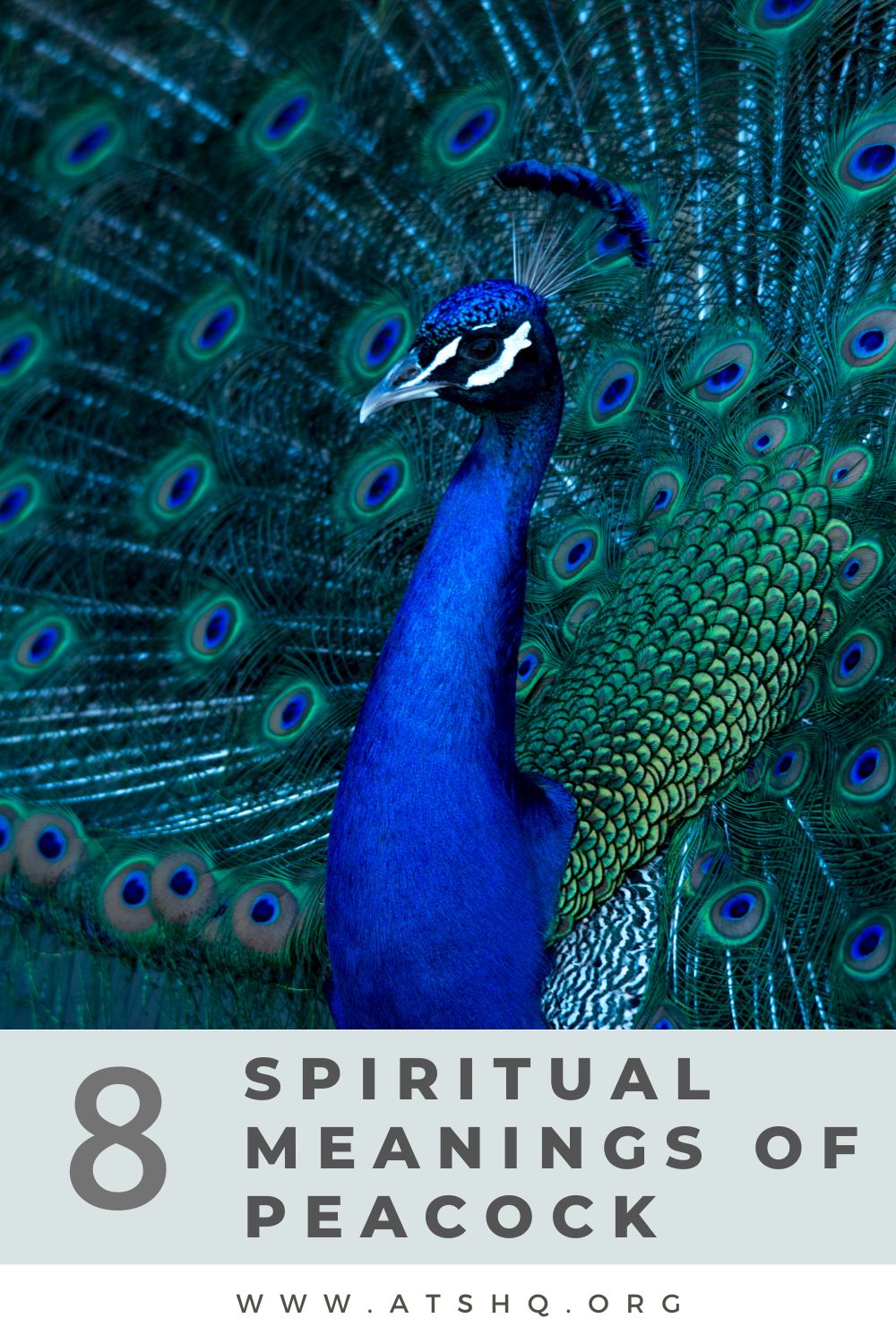 Peacock Symbolism: 8 Spiritual Meanings of Peacock