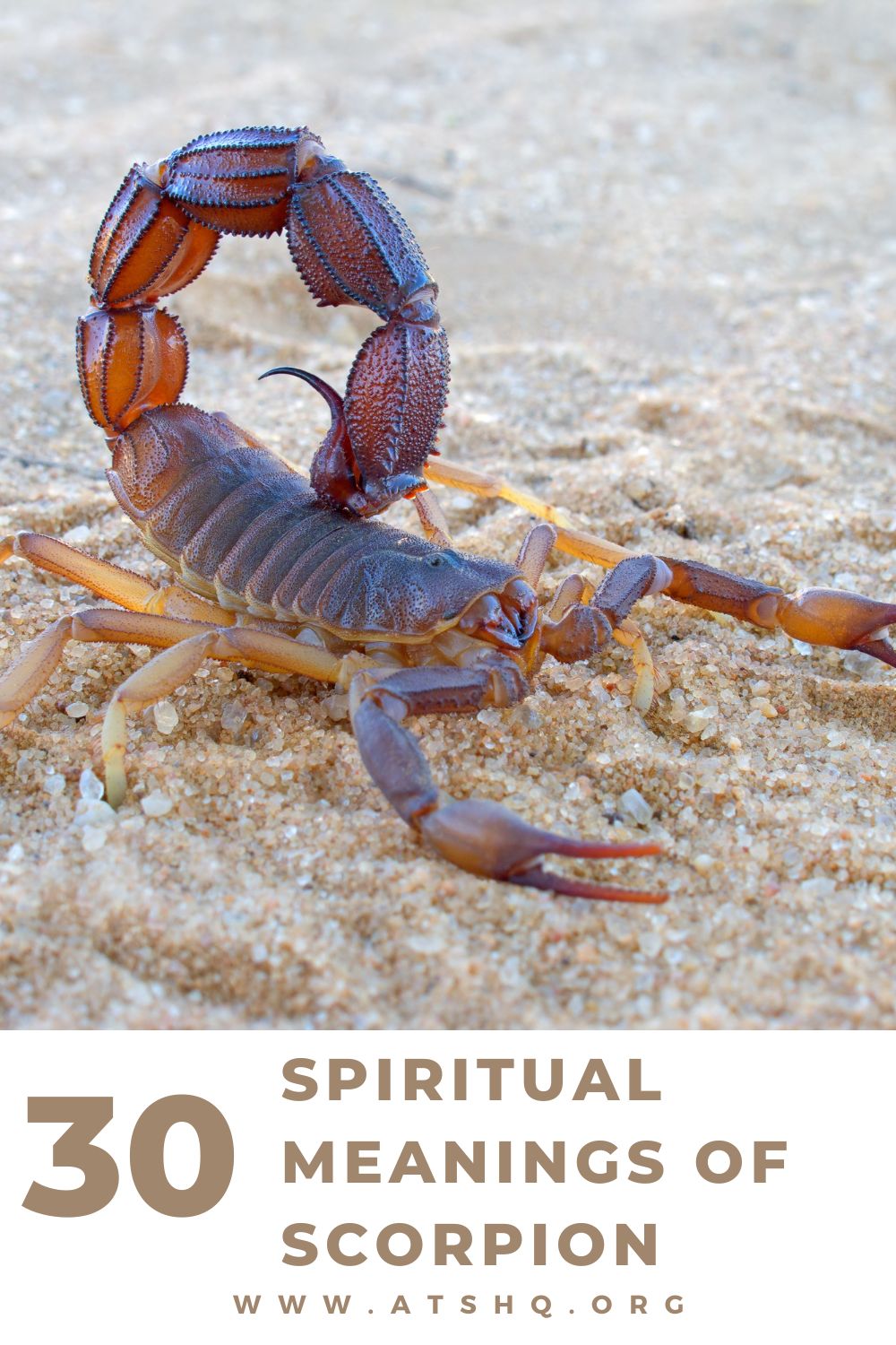 Scorpion Symbolism: 30 Spiritual Meanings Of Scorpion