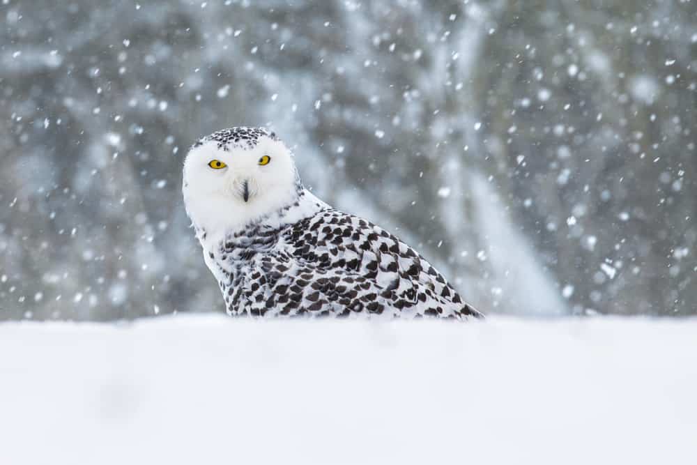 snowy owl symbolism
