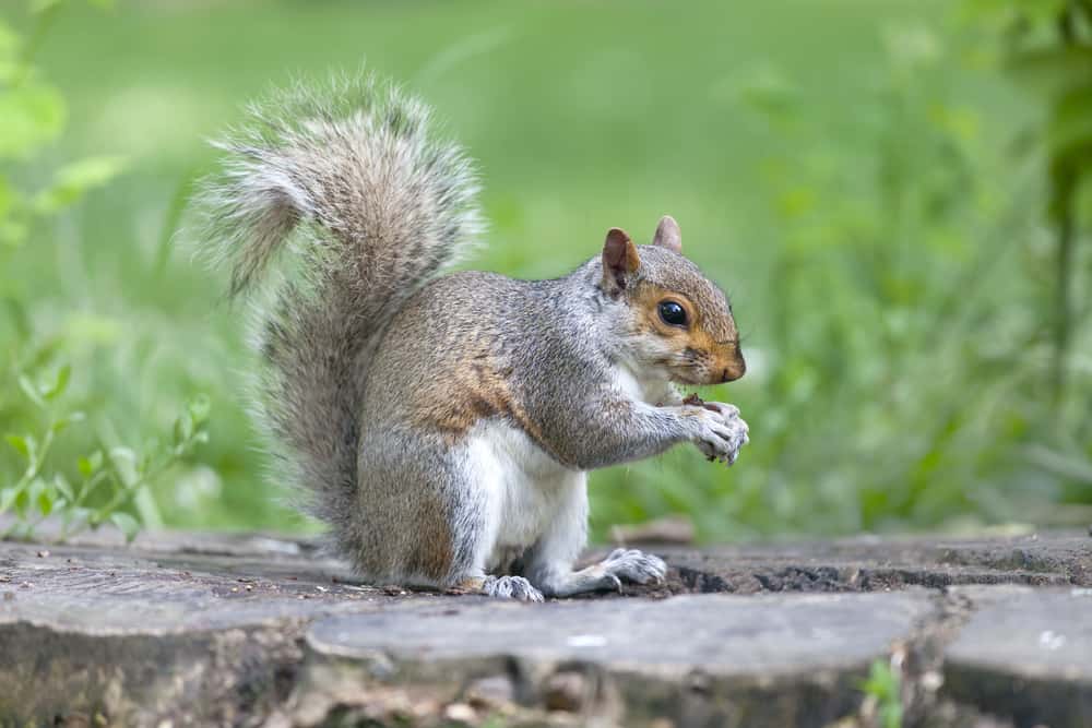 squirrel symbolism