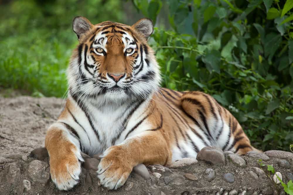 Tiger Symbolism: 15 Spiritual Meanings Of Tiger