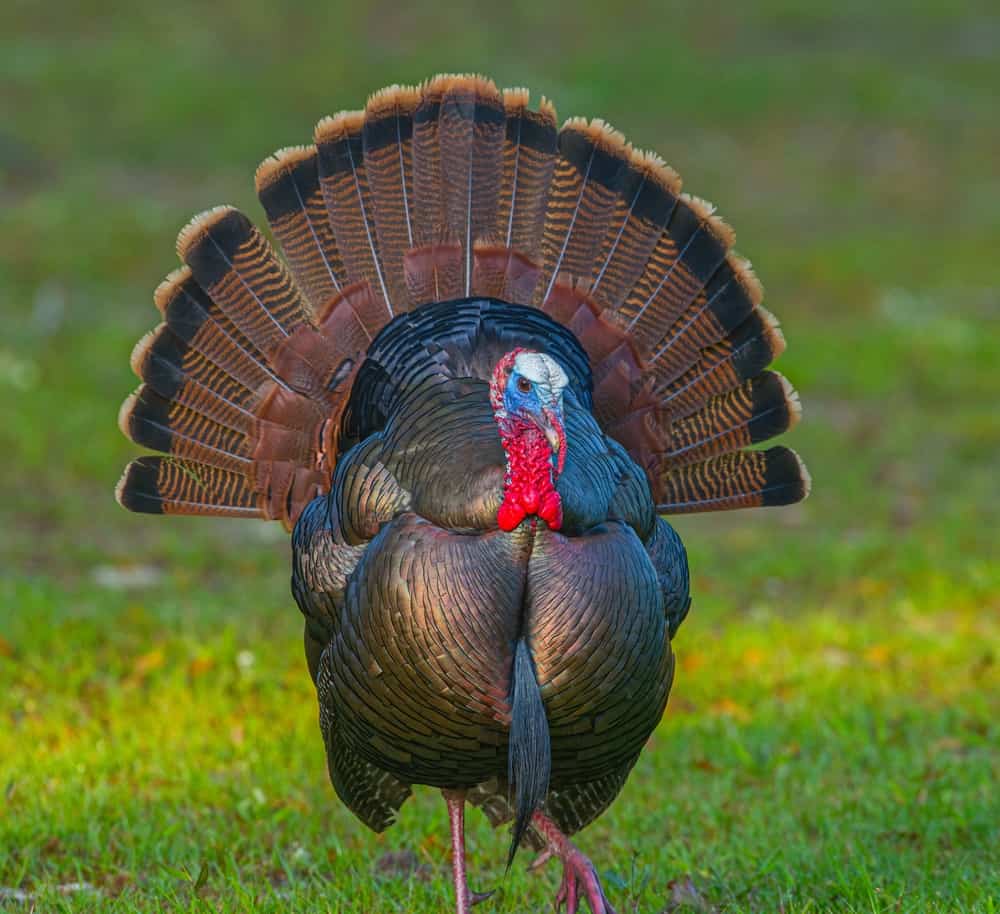 turkey symbolism