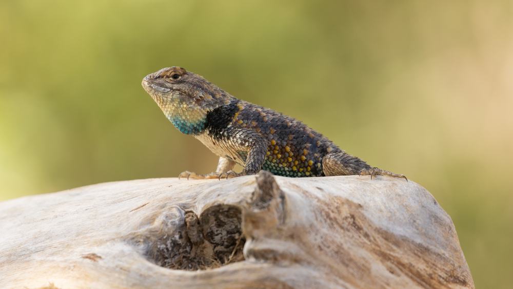 What Do Blue Belly Lizards Eat? (Diet, Care & Feeding Tips)