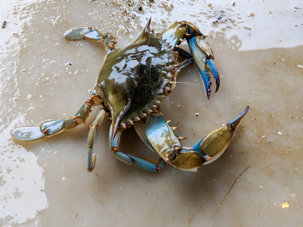 what do blue crabs eat