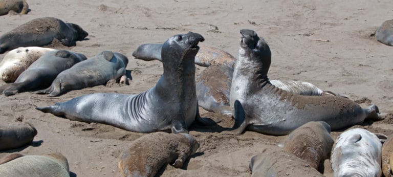 what do elephant seals eat