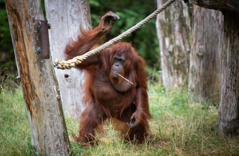 what do orangutans eat