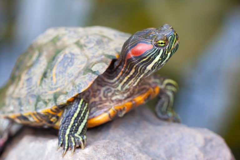 what do red eared sliders turtles eat