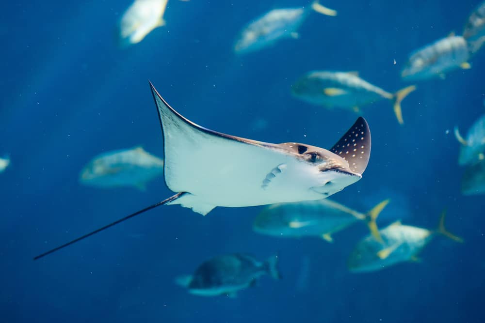 what does manta rays eat