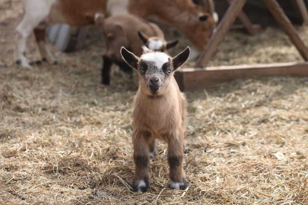 10 other interesting facts about baby goats