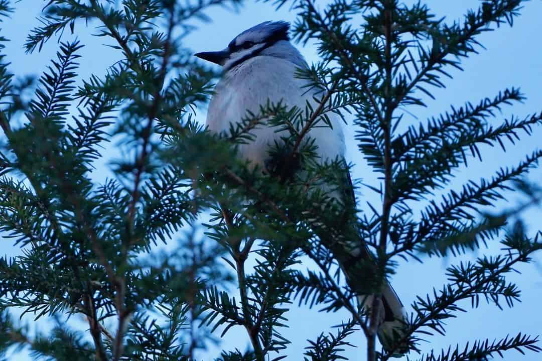 8 Reasons Why a Blue Jay Visits You