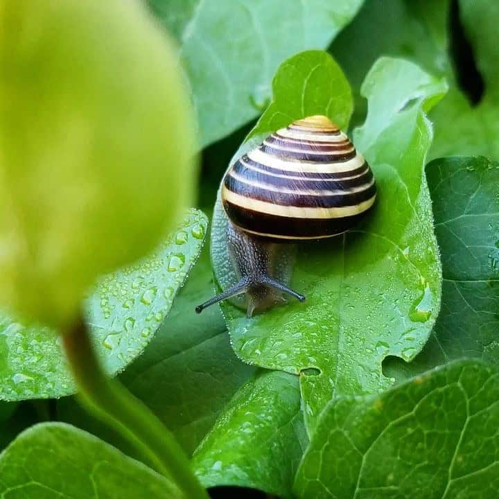 Can You Keep a Snail as a Pet