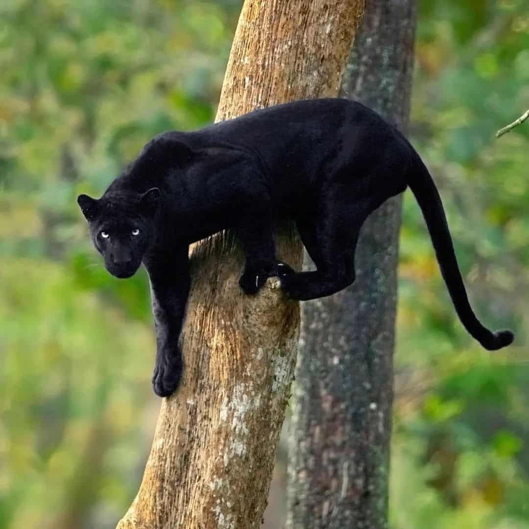 Can black panthers eat plants?
