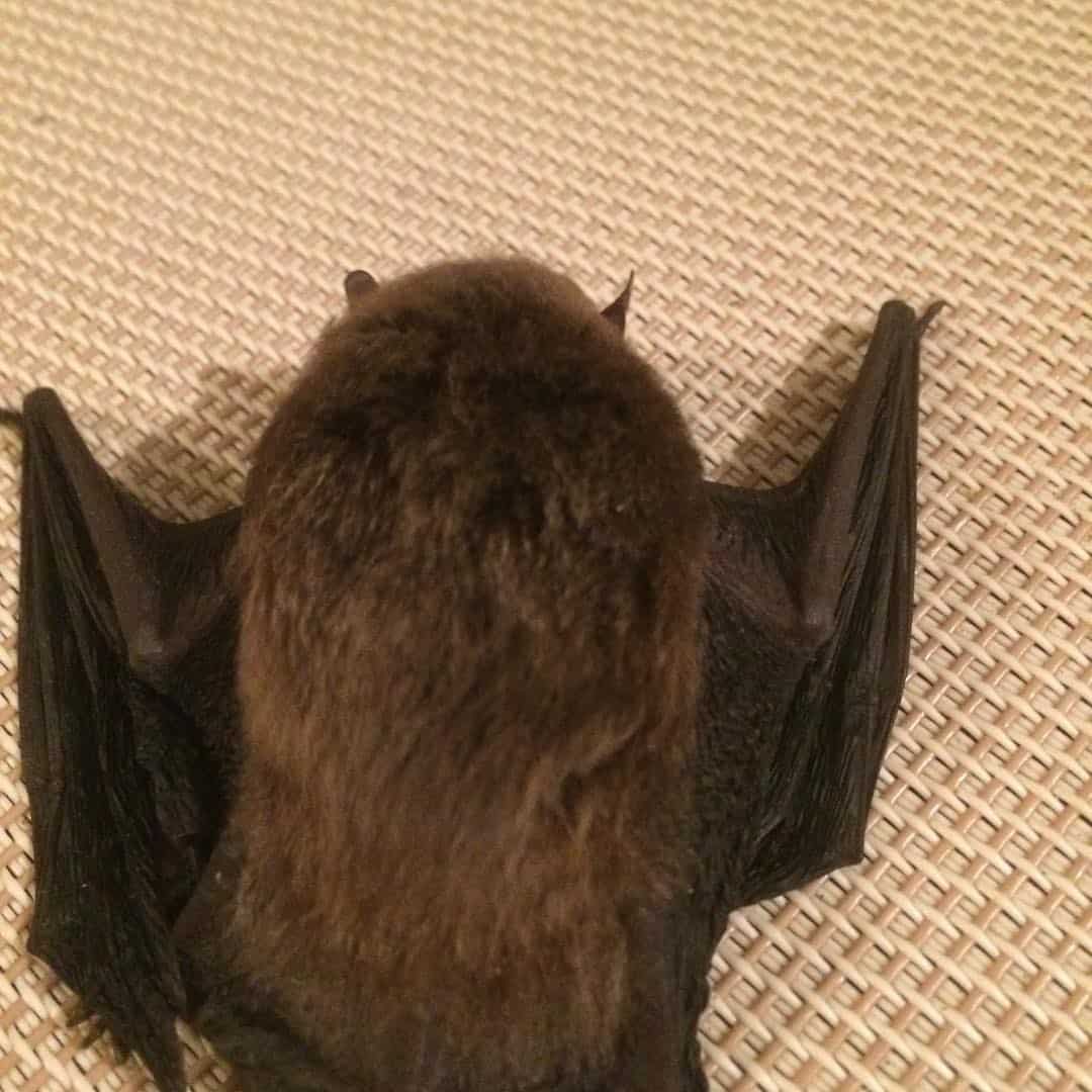 Capture the Bat