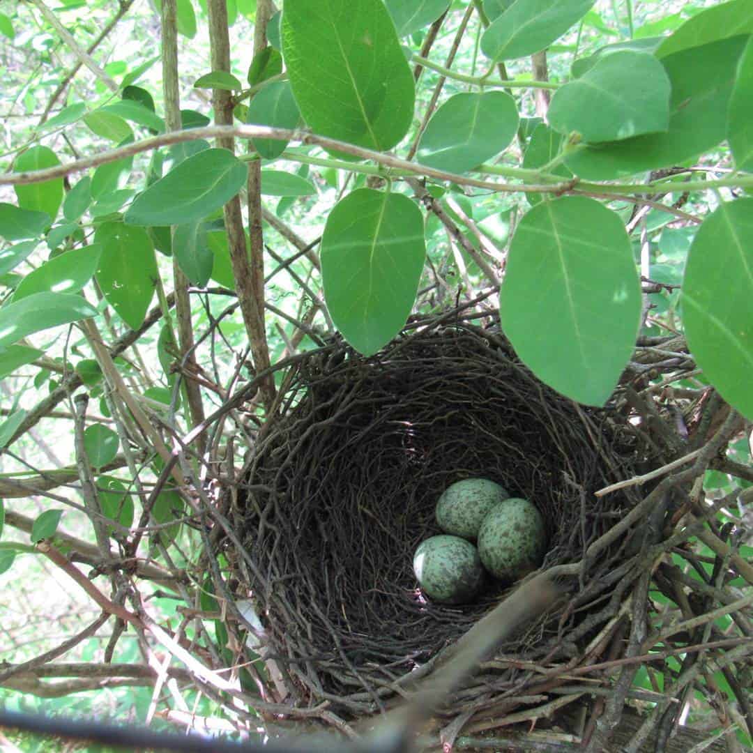 Do Blue Jays Lay Eggs in Other Birds' Nests