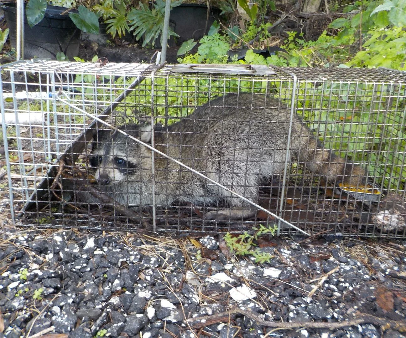 Give the raccoons some time to get familiar with – and comfortable around – the trap