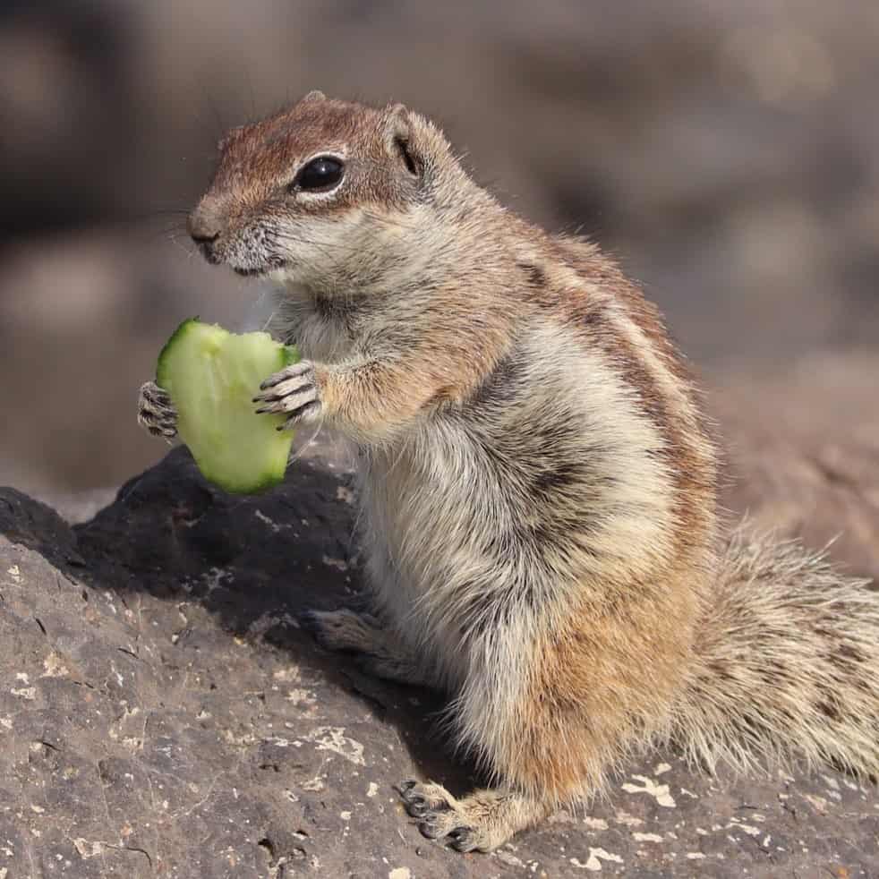 How Can You Prevent Chipmunk Infestations?