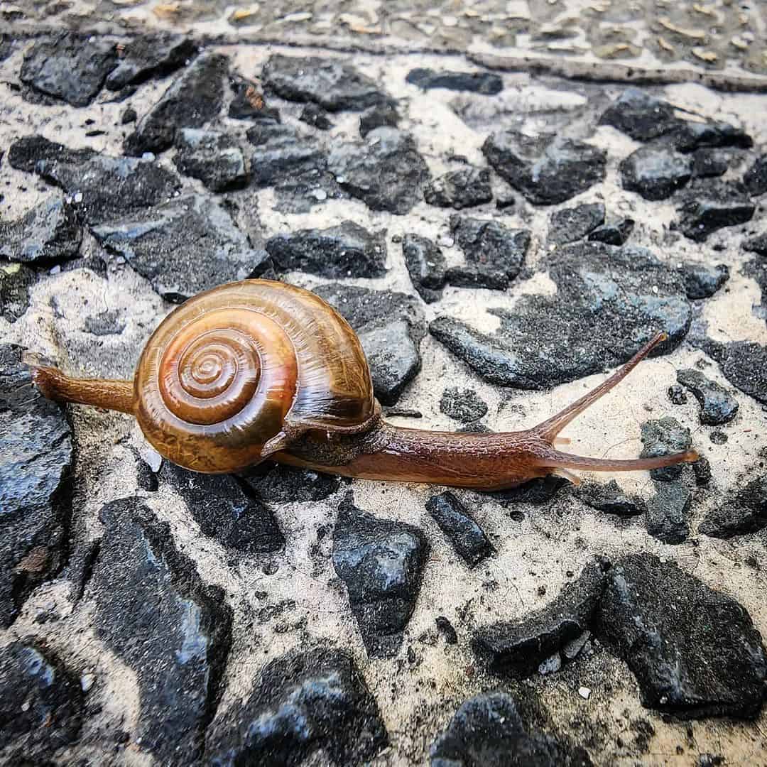 How Fast Is the Fastest Snail