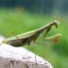 How Long Do Praying Mantis Live
