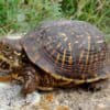 How Long Does A Box Turtle Live
