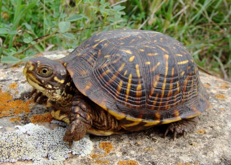 How Long Does A Box Turtle Live