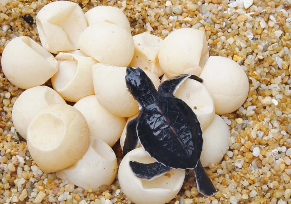 How Long Does It Take for Sea Turtle Eggs to Hatch